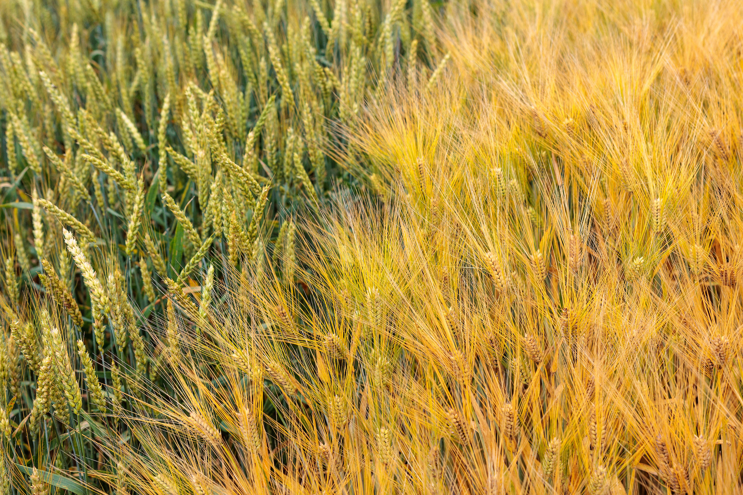 wheat and rye
